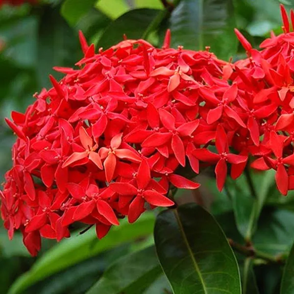 Ixora_Plant_(Hybrid,_Pack_of_1)