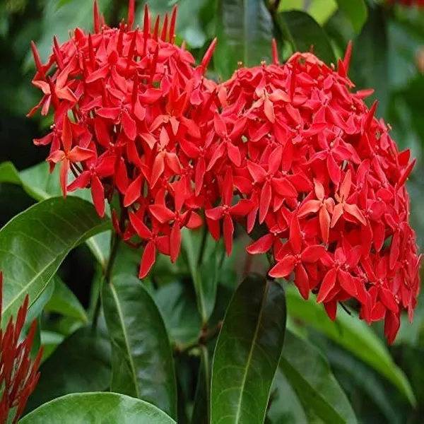 Ixora_Plant_(Hybrid,_Pack_of_1)