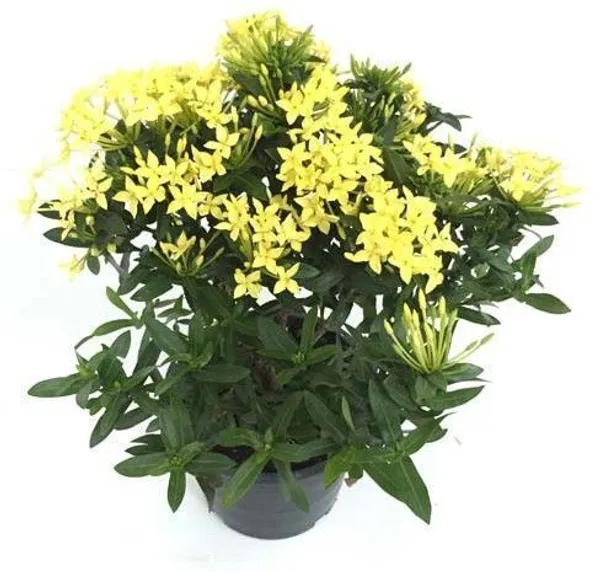 Trothic_Ixora/Chethi_Plant_(Hybrid,_Pack_of_1)