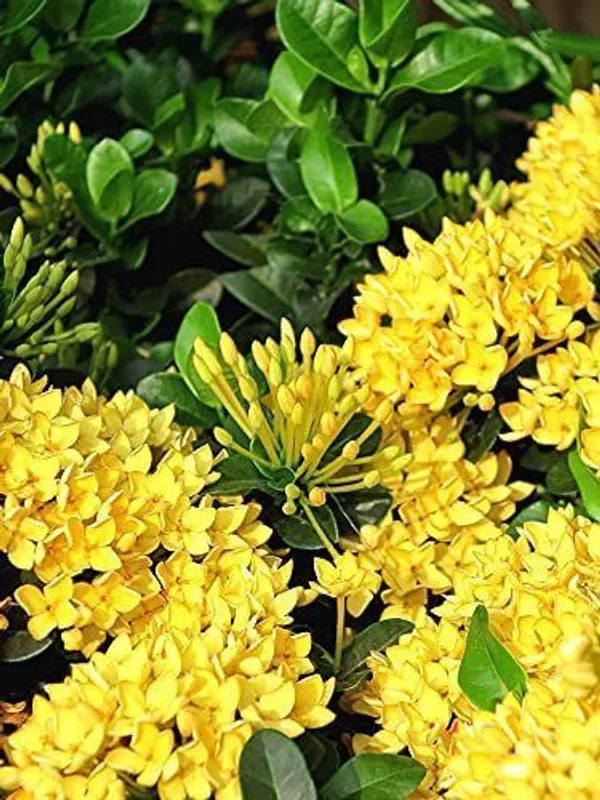 Ixora_Plant_(Hybrid,_Pack_of_1)