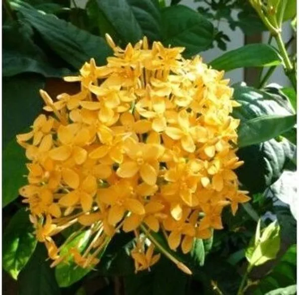 Ixora_Plant_(Hybrid,_Pack_of_1)