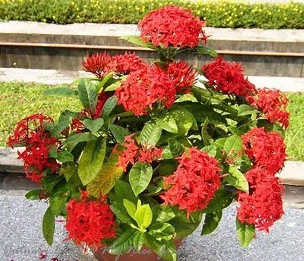 Trothic_Ixora/Chethi_Plant_(Hybrid,_Pack_of_1)