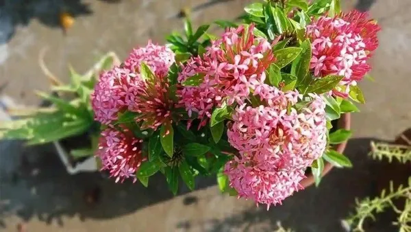 Ixora_Plant_(Hybrid,_Pack_of_1)