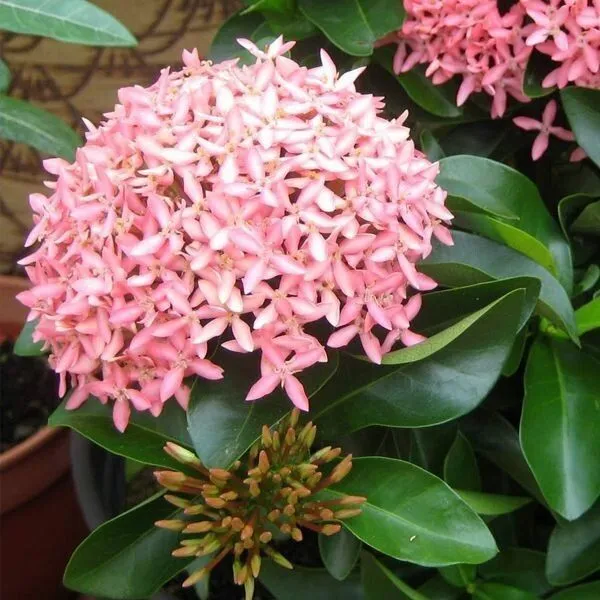 Ixora_Plant_(Hybrid,_Pack_of_1)