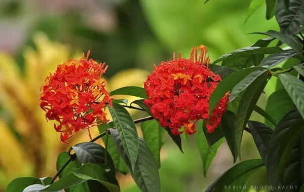 Ashok_Plant_(Hybrid,_Pack_of_1)