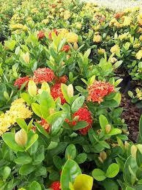 Ixora_Plant_(Hybrid,_Pack_of_1)