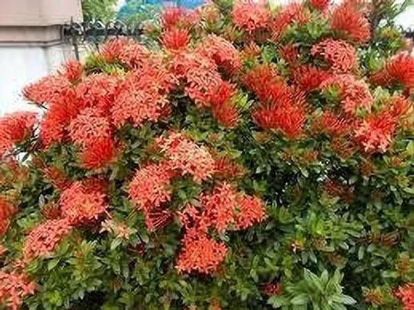 Ixora_Plant_(Hybrid,_Pack_of_1)