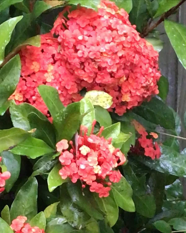 Trothic_Ixora/Chethi_Plant_(Hybrid,_Pack_of_1)