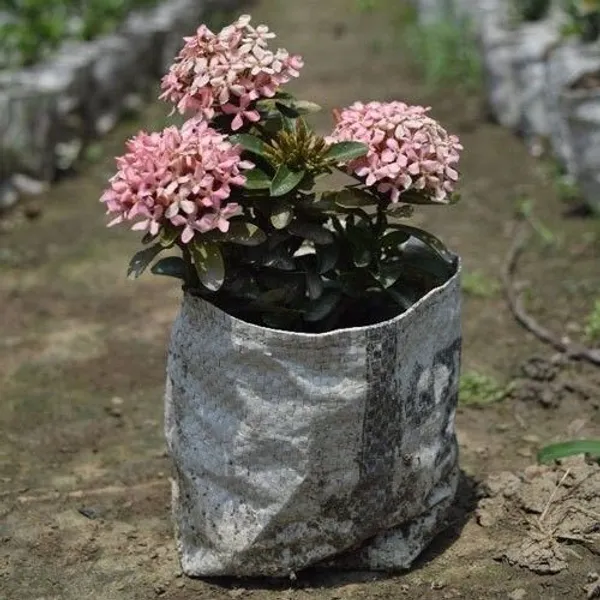 Ixora_Plant_(Hybrid,_Pack_of_1)