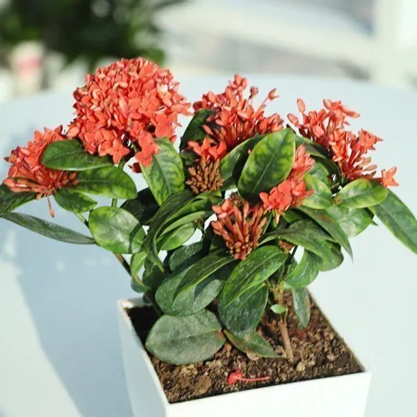 Ixora_Plant_(Hybrid,_Pack_of_1)
