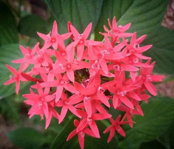 Trothic_Ixora/Chethi_Plant_(Hybrid,_Pack_of_1)