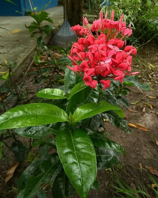 Trothic_Ixora/Chethi_Plant_(Hybrid,_Pack_of_1)
