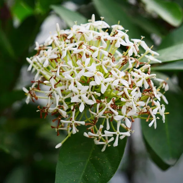 Trothic_Ixora/Chethi_Plant_(Hybrid,_Pack_of_1)