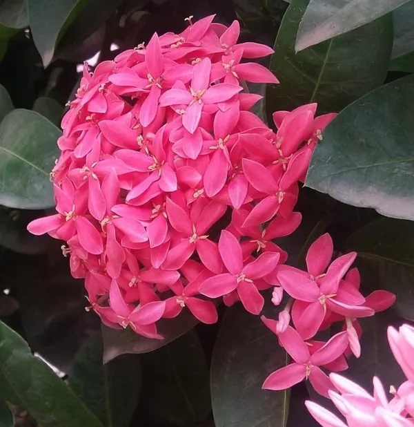 Trothic_Ixora/Chethi_Plant_(Hybrid,_Pack_of_1)
