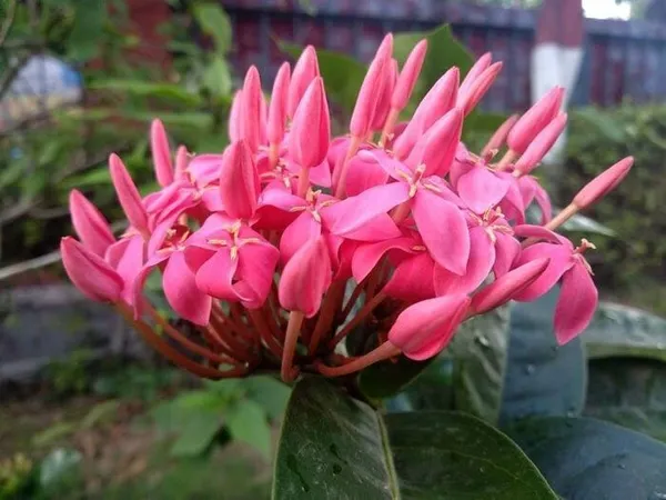 Trothic_Ixora/Chethi_Plant_(Hybrid,_Pack_of_1)