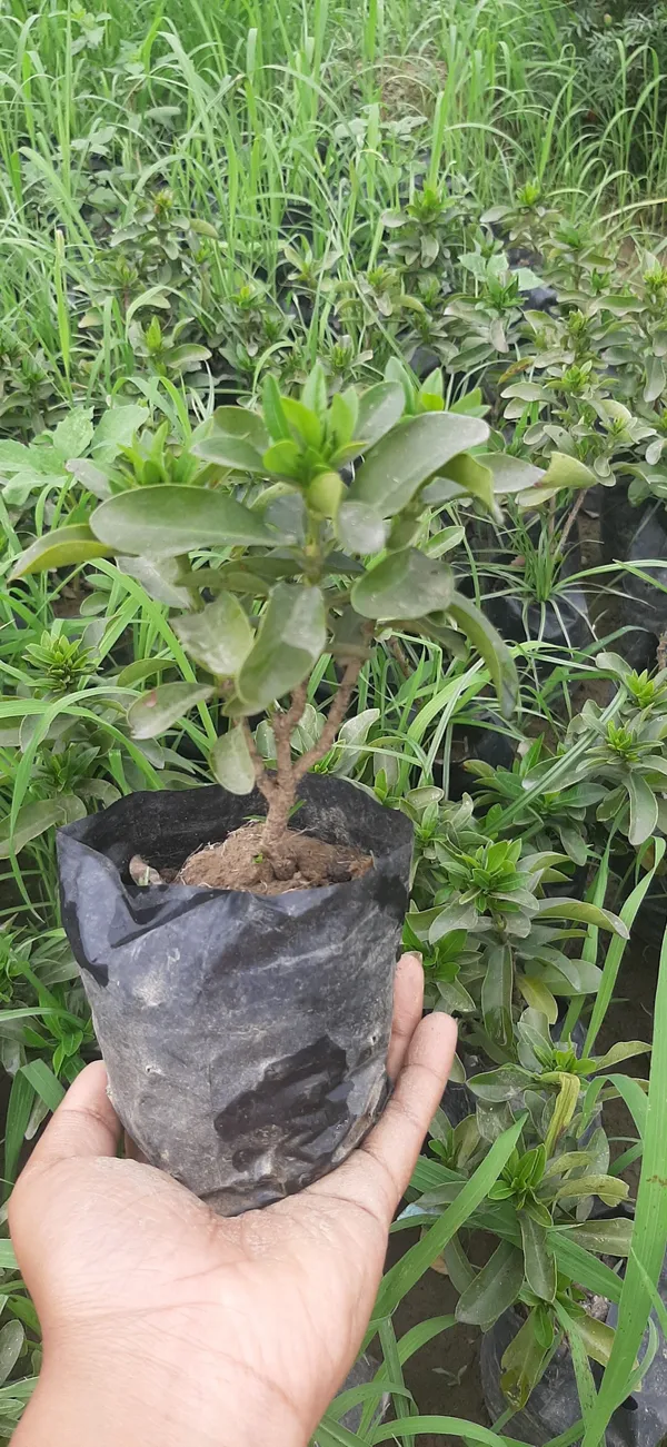 Trothic_Ixora/Chethi_Plant_(Hybrid,_Pack_of_1)