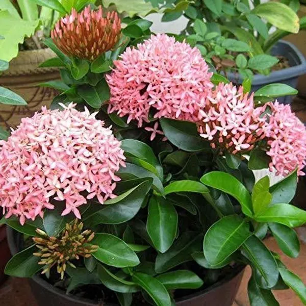Trothic_Ixora/Chethi_Plant_(Hybrid,_Pack_of_1)