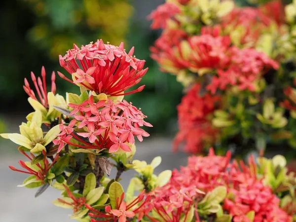 Ixora_Plant_(Hybrid,_Pack_of_1)
