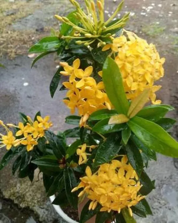 Trothic_Ixora/Chethi_Plant_(Hybrid,_Pack_of_1)