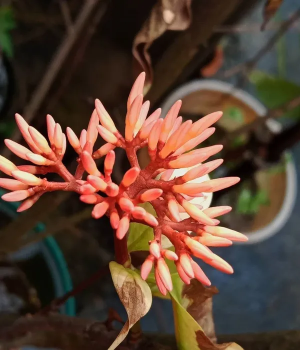 Trothic_Ixora/Chethi_Plant_(Hybrid,_Pack_of_1)