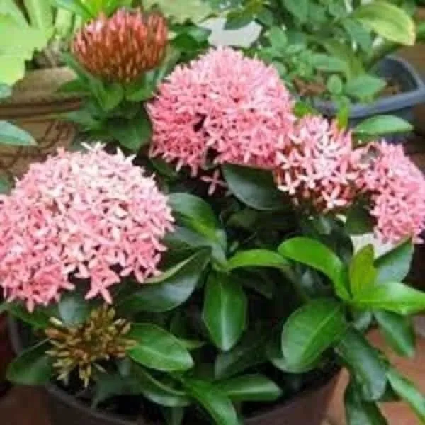 Trothic_Ixora/Chethi_Plant_(Hybrid,_Pack_of_1)