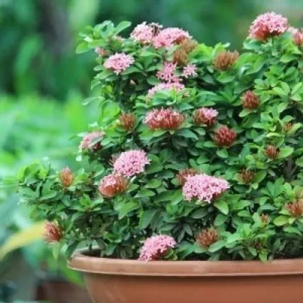 Trothic_Ixora/Chethi_Plant_(Hybrid,_Pack_of_1)