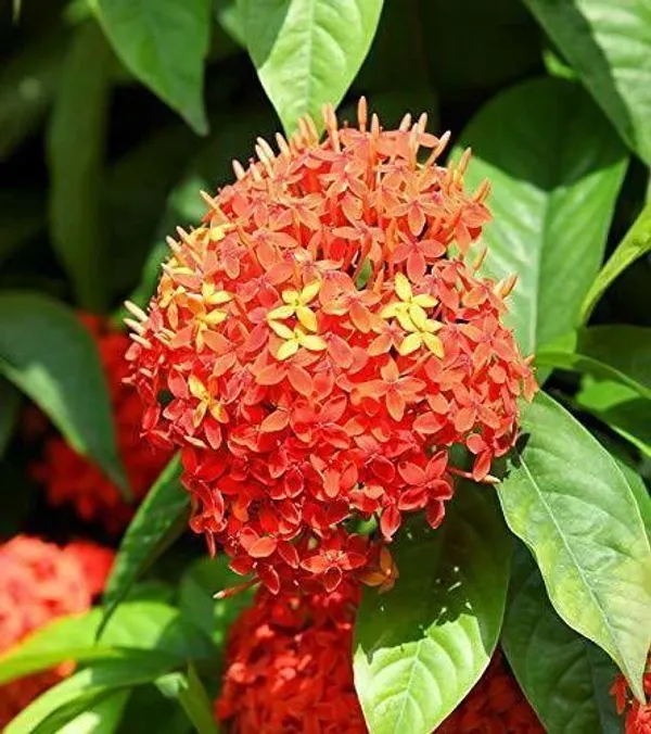 Ashok_Plant_(Hybrid,_Pack_of_1)