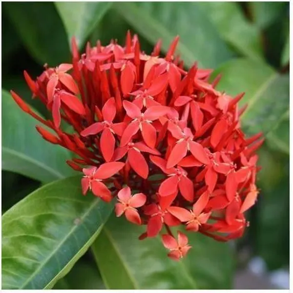 Trothic_Ixora/Chethi_Plant_(Hybrid,_Pack_of_1)