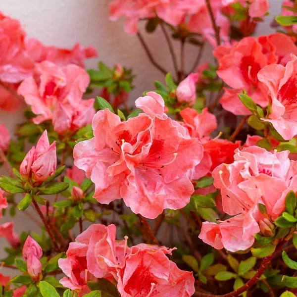 Rose_Plant_(Hybrid,_Pack_of_1)