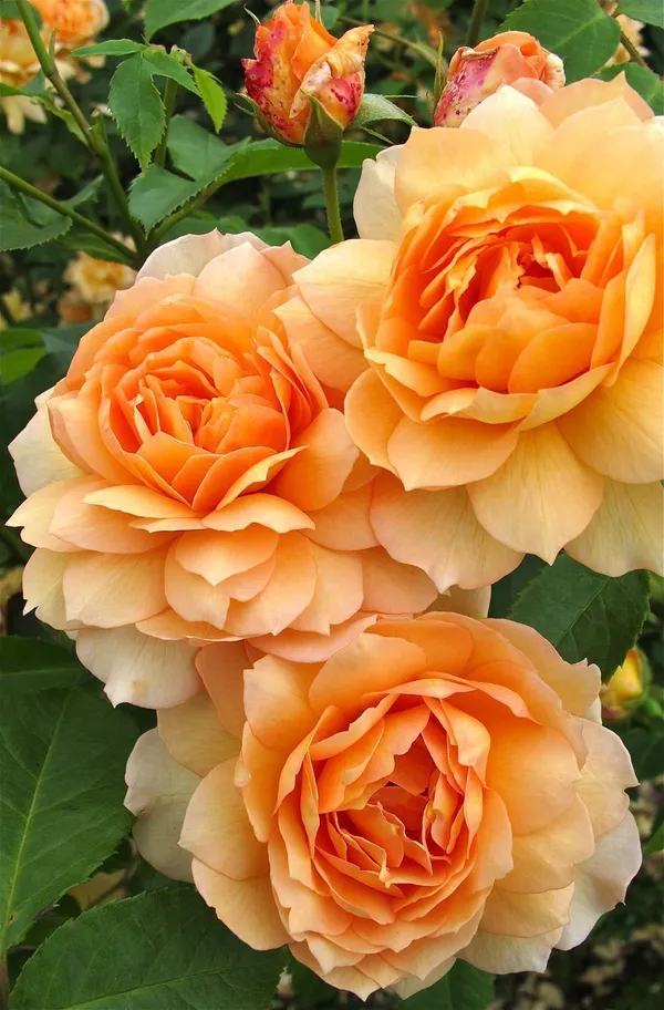 Rose_Plant_(Hybrid,_Pack_of_1)
