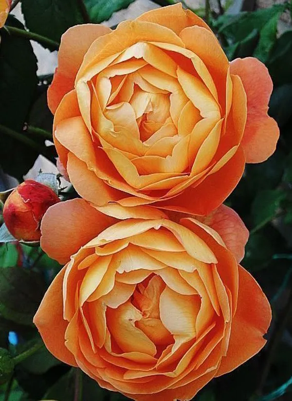 Rose_Plant_(Hybrid,_Pack_of_1)