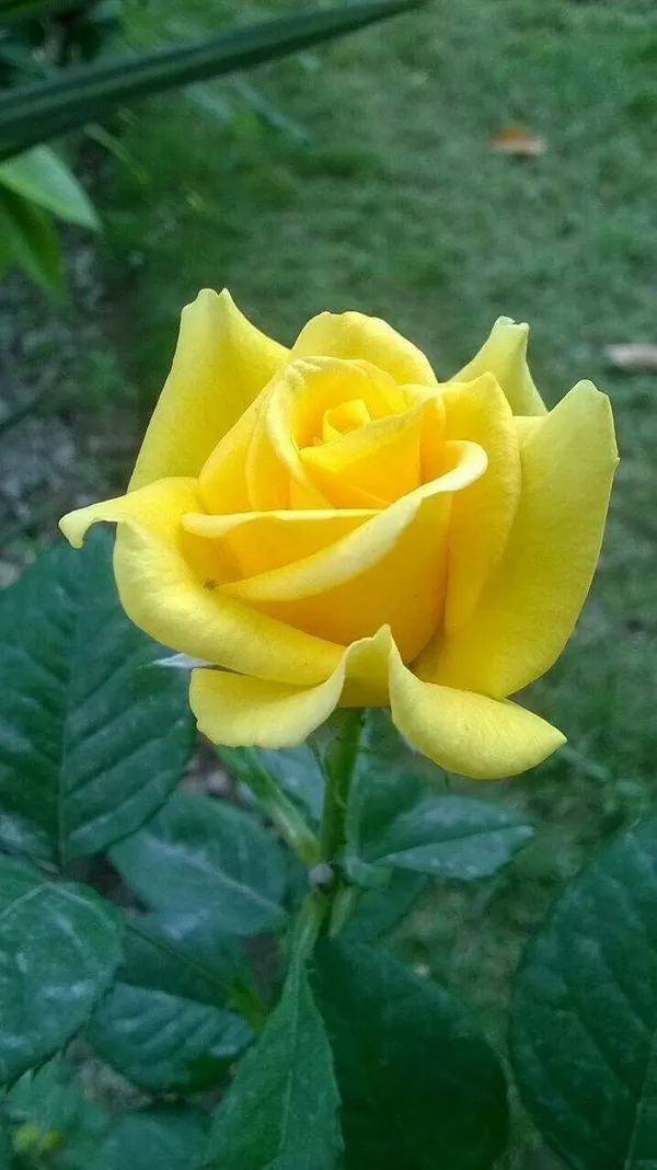 Rose_Plant_(Hybrid,_Pack_of_1)