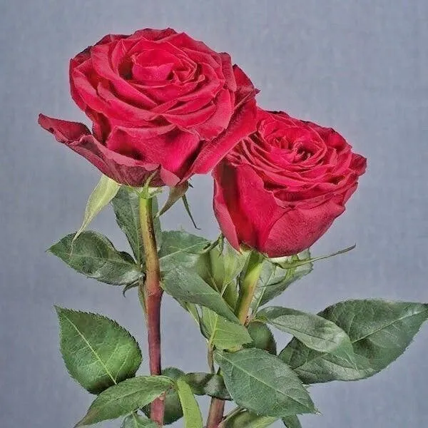 Rose_Plant_(Hybrid,_Pack_of_1)