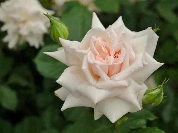 Rose_Plant_(Hybrid,_Pack_of_1)
