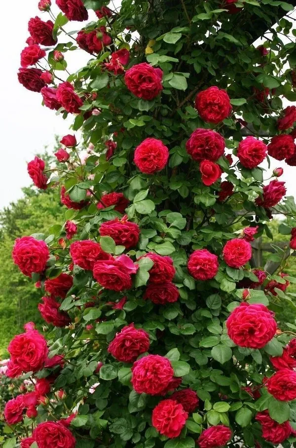 Rose_Plant_(Hybrid,_Pack_of_1)