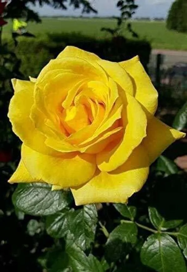 Rose_Plant_(Hybrid,_Pack_of_1)