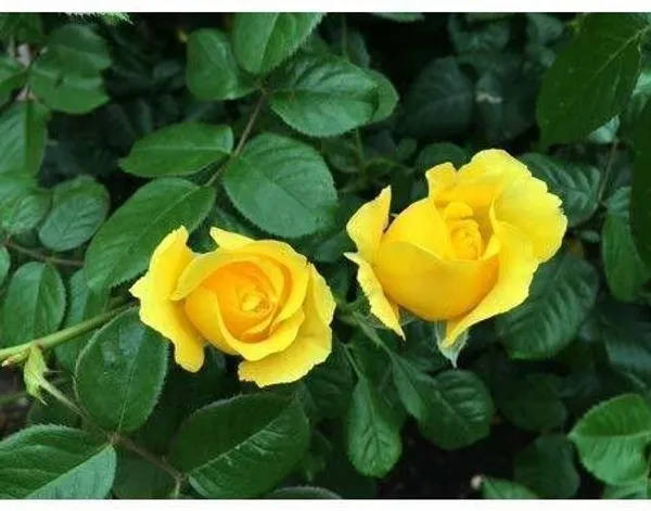 Rose_Plant_(Hybrid,_Pack_of_1)