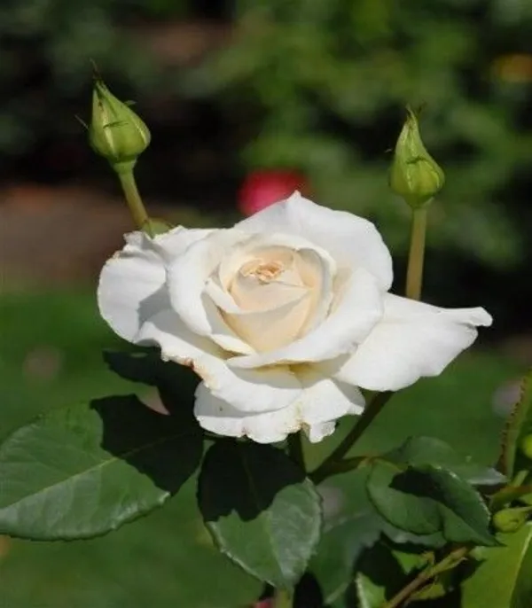 Rose_Plant_(Hybrid,_Pack_of_1)