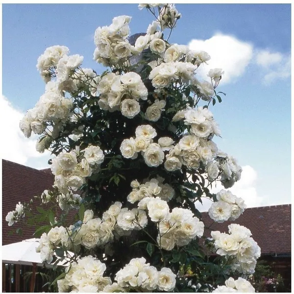 Rose_Plant_(Hybrid,_Pack_of_1)