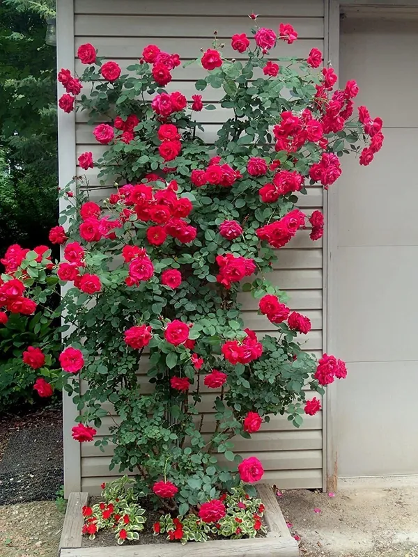 Rose_Plant_(Hybrid,_Pack_of_1)