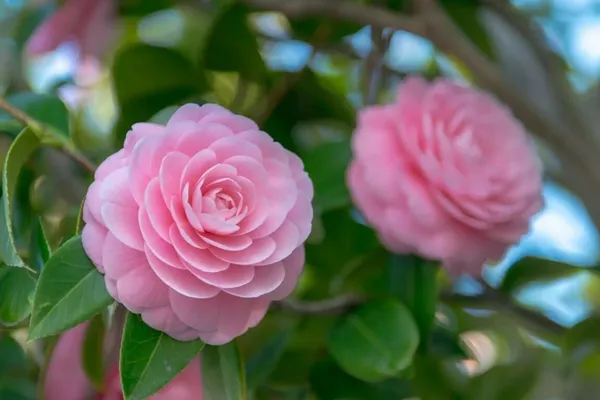 Rose_Plant_(Hybrid,_Pack_of_1)