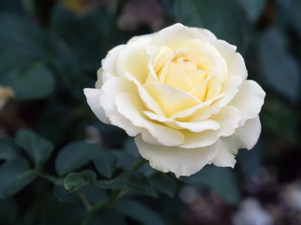 Rose_Plant_(Hybrid,_Pack_of_1)