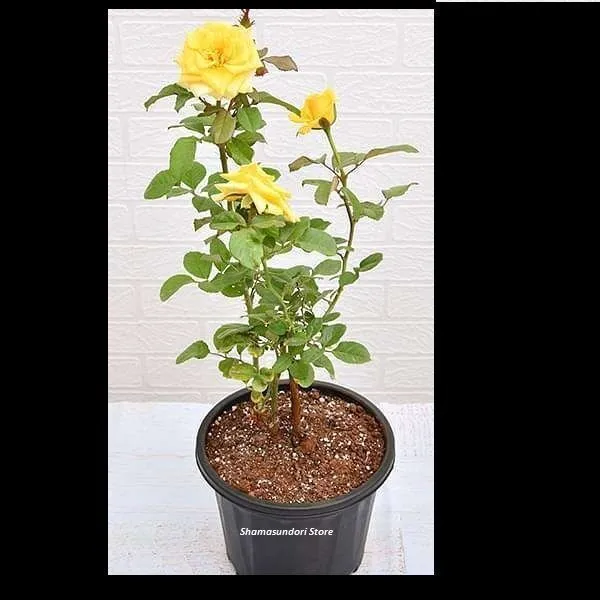 Rose_Plant_(Hybrid,_Pack_of_1)