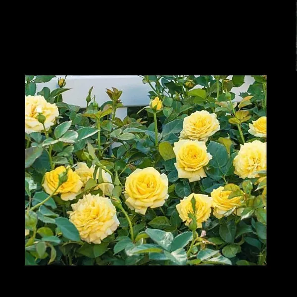 Rose_Plant_(Hybrid,_Pack_of_1)