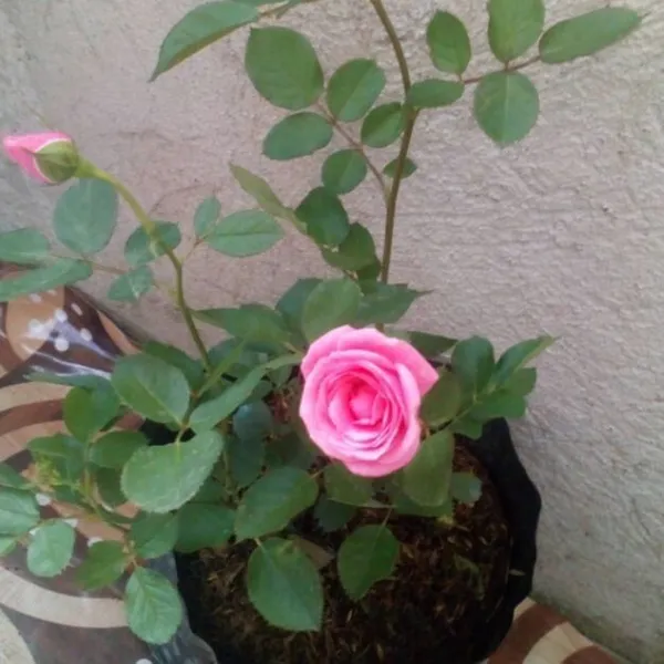 Rose_Plant_(Hybrid,_Pack_of_1)