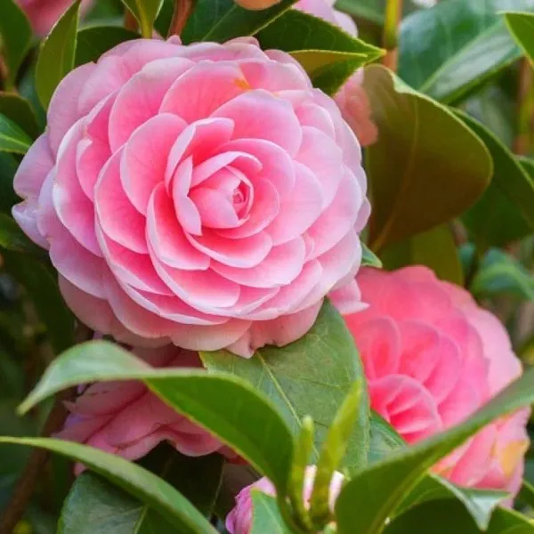 Rose_Plant_(Hybrid,_Pack_of_1)