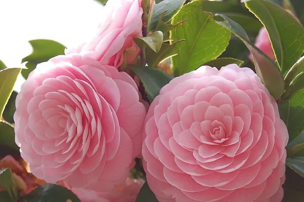 Rose_Plant_(Hybrid,_Pack_of_1)