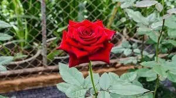 Rose_Plant_(Hybrid,_Pack_of_1)