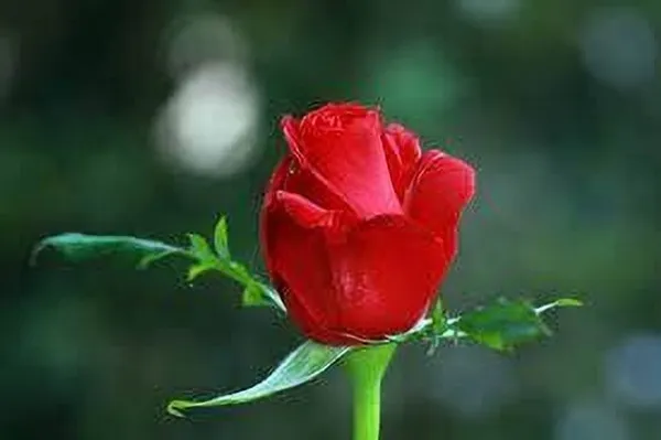 Rose_Plant_(Hybrid,_Pack_of_1)
