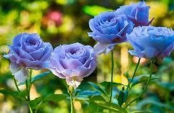 Rose_Plant_(Hybrid,_Pack_of_1)